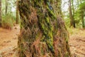 Closeup view of a mossy palm tree in a deciduous forest in Santa Cruz de La Palma, Spain. Landscape of the peaceful and