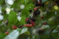 Closeup view of mulberry tree with ripening berries outdoors Royalty Free Stock Photo