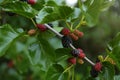 Closeup view of mulberry tree with ripening berries outdoors Royalty Free Stock Photo