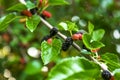 Closeup view of mulberry tree with ripening berries outdoors on sunny day Royalty Free Stock Photo