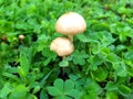 Closeup view at the mushrooms in the grass Royalty Free Stock Photo