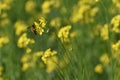 Closeup view of mustard yellow flowers blooming in field with a bee sitting on it Royalty Free Stock Photo