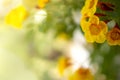 Closeup view of natural yellow flower in garden against green blur background and sunlight with copy space using as background