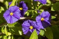 Closeup view of nature green leaf with purple flowers. Natural green plant background with selective focus and blurred background Royalty Free Stock Photo