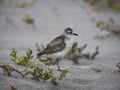 Closeup view of a New Zealand dotterel red-breasted plover Charadrius obscurus on Opoutere beach Waikato Coromandel