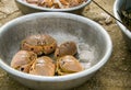 Closeup view newly catched crabs in a bowl