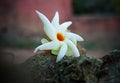 Closeup view of night Jasmine flower