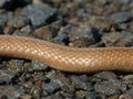 Northern Brown Snake Scales Royalty Free Stock Photo