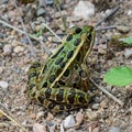 Closeup View of Northern Leopard Frog (Lithobates pipiens) Royalty Free Stock Photo