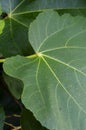 Closeup view o a green fig tree leaf Royalty Free Stock Photo