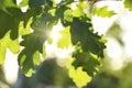 Closeup view of oak tree with fresh green leaves outdoors on spring day Royalty Free Stock Photo