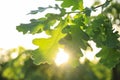 Closeup view of oak tree with fresh green leaves outdoors on spring day Royalty Free Stock Photo