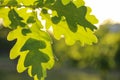 Closeup view of oak tree with young fresh green leaves on spring day Royalty Free Stock Photo