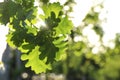 Closeup view of oak tree with fresh green leaves outdoors on spring day Royalty Free Stock Photo