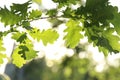 Closeup view of oak tree with young fresh green leaves on spring day Royalty Free Stock Photo