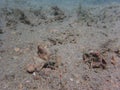 A closeup view Octopus ducking back into his hole