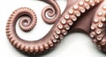 Closeup view of octopus tentacles with intricate suction cups arranged in spiral patterns Royalty Free Stock Photo