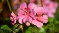 Closeup view ofpink colored cosmos flowers blooming