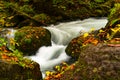 Closeup view of Oirase Stream flow rapidly passing green mossy rocks covered with colorful foliage of autumn season Royalty Free Stock Photo