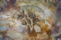 Closeup view of old petrified wood texture Royalty Free Stock Photo