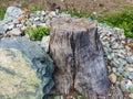 Closeup view of an old Stump of tree after cutting tree in the forest Royalty Free Stock Photo