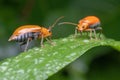 A orange beetle standing on green leaf