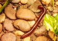 Closeup view of orange and brown millipede crawling on the ground under shade of green leaf Royalty Free Stock Photo