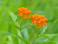 Orange Butterfly Weed