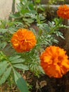 Closeup of orange marigold flower Royalty Free Stock Photo