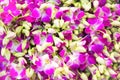 Closeup view of orchids can be used as flower background