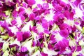 Closeup view of orchids can be used as flower background