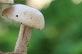 Closeup view of organic edible mushrooms, water droops and bokhe background Royalty Free Stock Photo