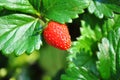 Sweetie variety of strawberry fruit plant & bush Royalty Free Stock Photo