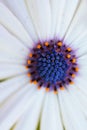 Closeup view of African Daisybush Shrubby Flower also know as Osteospermum