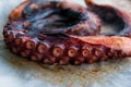 Closeup view over grilled octopus tentacles Royalty Free Stock Photo