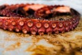 Closeup view over grilled octopus tentacles Royalty Free Stock Photo