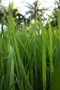 Closeup view of Paddy plants in a paddy field.
