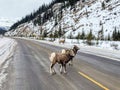 A closeup view of a pair of bighorn sheep, also known as Ovis canadensis, walking along the highway on a winter day in Jasper