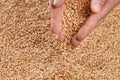 Closeup view of Pale Pilsener Malt Grains in hands. Ingredient f Royalty Free Stock Photo