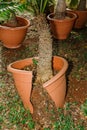 Detailed amazing view of palm tree body sitting in a cracked, broken big pot