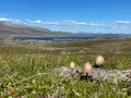 Closeup view of Panaeolus semiovatus mushrooms growing on the Jotunheimvegen route, Norway