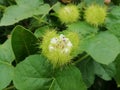 Closeup view of passiflora or passion fruit flower with green leaves Royalty Free Stock Photo