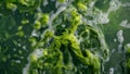 A closeup view of a patch of water covered in a thick layer of bluegreen algae with its slimy texture and tangled