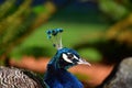 A closeup view of a Peacock head.