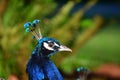 A closeup view of a Peacock head.