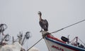 Peruvian pelican Pelecanus thagus marine wildlife bird animal on boat ship harbor port of Paracas Peru South America