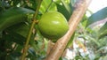 Closeup view of phaleria macrocarpa Royalty Free Stock Photo