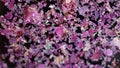 Pieces of dried purple flower petals are fluctuating on surface of dark water.