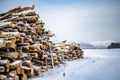 Closeup view of a pile of birch logs on a snow covered surface