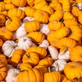 Closeup view on a pile of little orange and white pumpkins at a farmers market Royalty Free Stock Photo